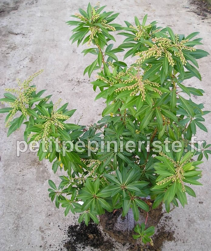 Vente de pieris